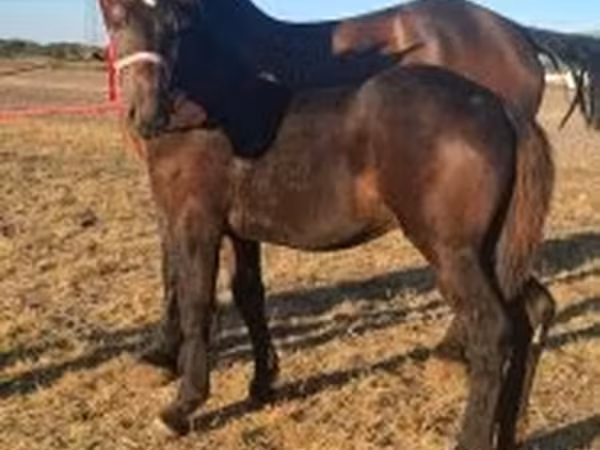 ঘোড়া, Percheron