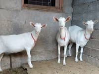 بز ماده, Saanen goat — عکس 3