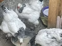 Brahma — foto 3