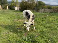 Kuh, Russian Black pied cattle — Foto 2