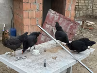Chickens — الصورة 2