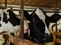 Гранулированный комбикорм для крупного рогатого скота / Nutraț combinat granulat pentru bovine — الصورة 2