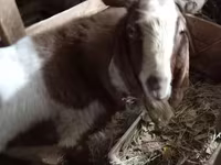 Taka, Nubian Goat — 2-rasm