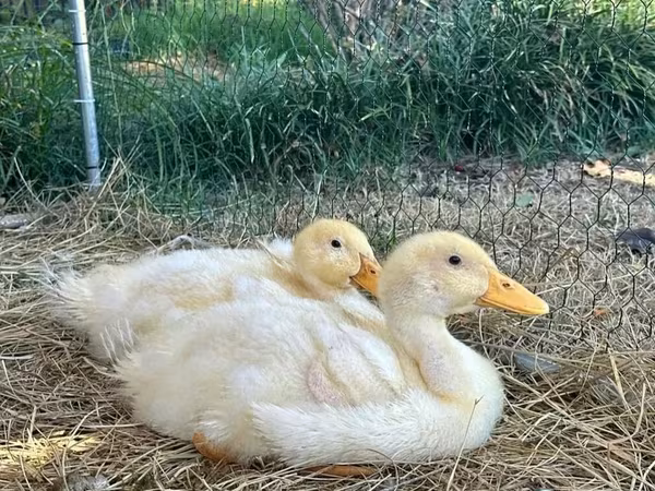 German Pekin — Azerbaijan