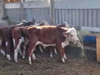 Lembu jantan, Hereford — foto 4