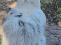 Silkie — foto 5