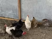 Chickens — عکس 6