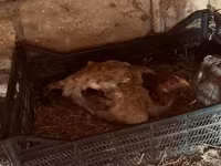 Chickens — عکس 3