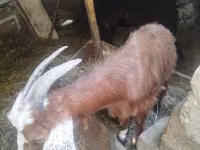 Goat, Goats — photo 2