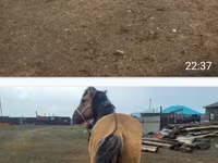 Klisna, Kazakh horse — foto 2
