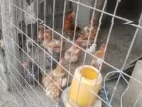 Chickens — foto 2