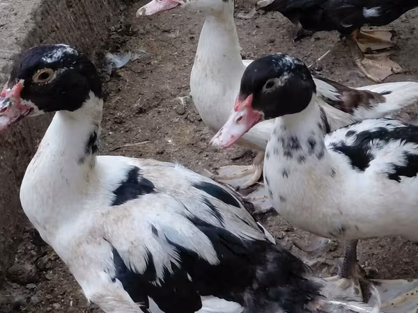 Ducks