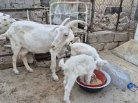 ፍየል, Saanen goat — ፎቶ 2