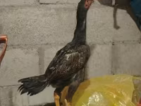 Chickens — foto 2