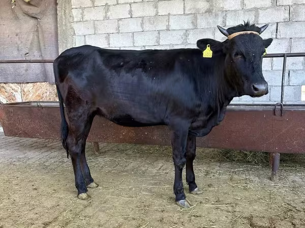 Ng'ombe dume, Aberdeen – Angus