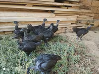 Chickens — foto 3