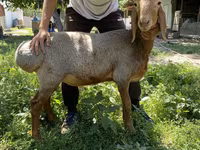 Beran, Arashan sheep — foto 3