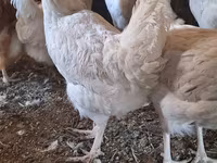 Chickens — عکس 2