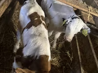 گاو نر, Russian Black pied cattle — عکس 2