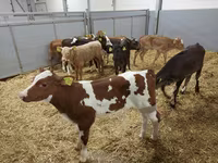 گاو ماده, Simmental cattle — عکس 6