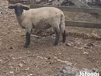 قوچ, White Suffolk sheep — عکس 2