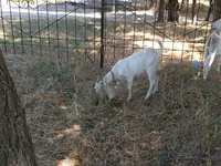 Capră, Capre — foto 3