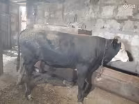 Бух, Russian Black pied cattle — 7 зураг