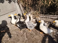 مسکوی خانگی — عکس 1