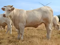 Ko, Charolais cattle — foto 4