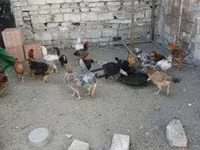 Chickens — foto 2