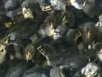Chickens — foto 1