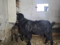 Kozel, Damask goat — foto 5