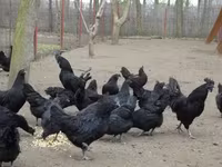 Аям чемани — снимка 7