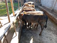 Bulle, Swiss cattle — Foto 6