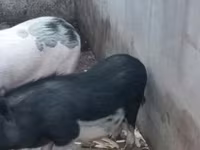 Мегежін, Вьетнамская вислобрюхая — 1-сурет