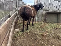Widder, Hissar sheep — Foto 3