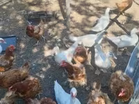 Ducks — عکس 1