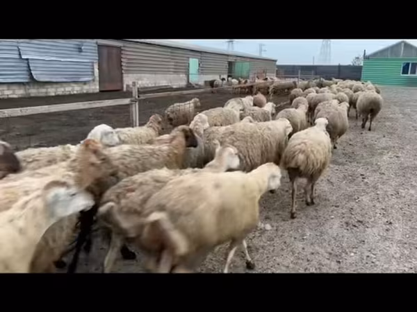 Sheep, Sheep — Azerbaijan
