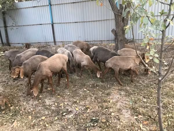 Montone, Arashan sheep