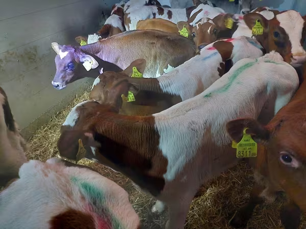 Bulle, Simmental cattle