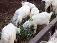 母山羊, Goats — 照片 5