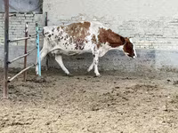 گاو ماده, Simmental cattle — عکس 1