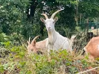 Koza, Saanen goat — foto 1