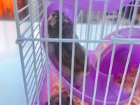Cırtdan hamsterlər üçün komplekt qəfəs dəsti - Rəng: bənövşəyi — zdjęcie 1
