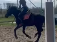 Kůň, Hungarian horse breed — foto 8