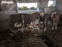 گاو نر, گاو — عکس 1