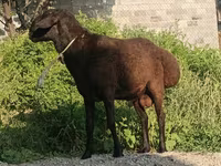 Қӯчқор, Hissar sheep — акс 4