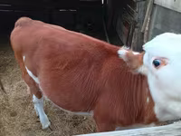Сиыр, Simmental cattle — 1-сурет