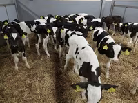 گاو نر, Simmental cattle — عکس 7