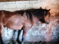 اسب (گروه، جنسیت مشخص نشده), Horse breed — عکس 3